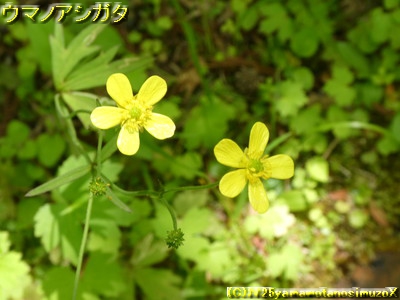 �E�}�m�A�V�K�^